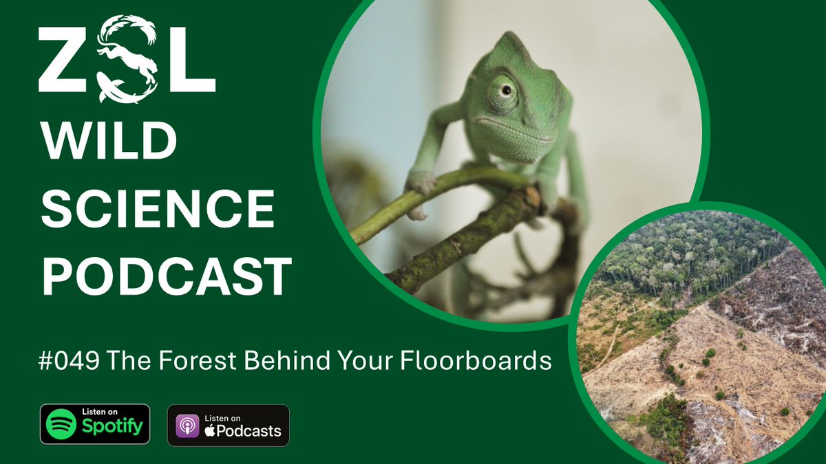 ZSLScience's tweet image. 🎙️ Do you know where the wood in your floorboards comes from? Learn how scientists are tracing timber back to its source, and how this impacts forest protection in the latest episode of the #ZSLWildScience podcast: open.spotify.com/show/6oXspubfl…
