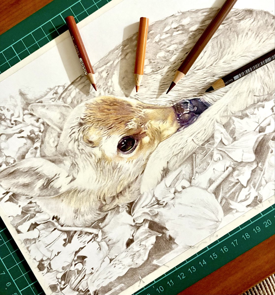 色鉛筆画 安部祐一朗の色鉛筆画「生物×宝石」の描き方 | 安部 祐一朗 |本 | 通販