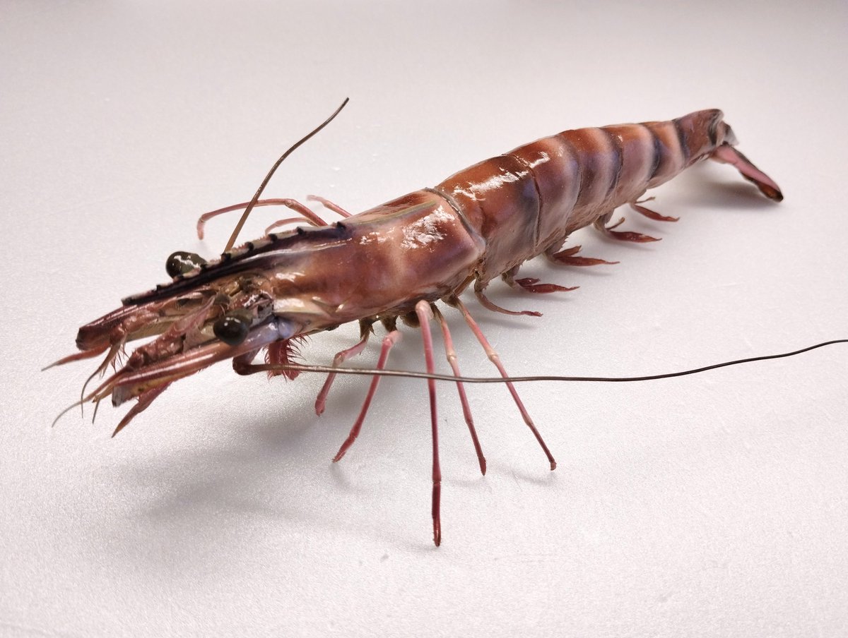 ウシエビ完成しました🦐