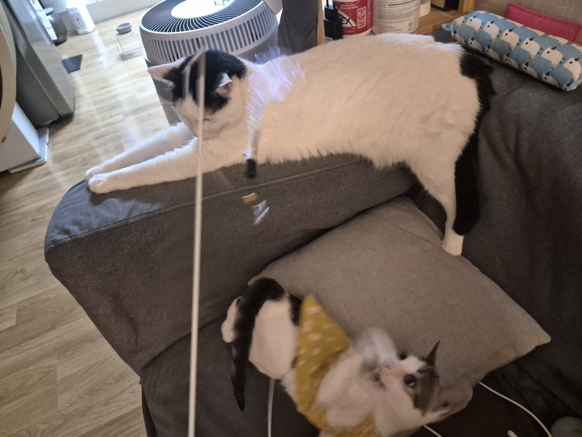 hambogi_cat's tweet photo. 마침 오늘이 구름이가 구조된지 딱 100일 되는 날이네요..🥹

3개월간 조말꾸 선배들에게 잘 먹고 잘 노는 법 잔뜩 배워간 구름이가 앞으로도 선배님들 가르침 잊지않고 멋진 짱고양이로 살아가기를 바랍니다! https://t.co/EqRYmmv635