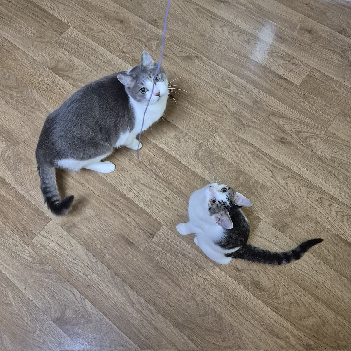 hambogi_cat's tweet photo. 마침 오늘이 구름이가 구조된지 딱 100일 되는 날이네요..🥹

3개월간 조말꾸 선배들에게 잘 먹고 잘 노는 법 잔뜩 배워간 구름이가 앞으로도 선배님들 가르침 잊지않고 멋진 짱고양이로 살아가기를 바랍니다! https://t.co/EqRYmmv635