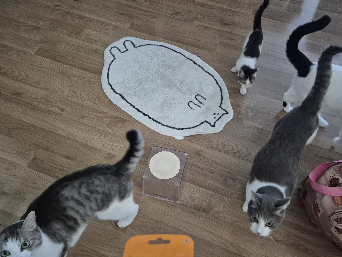 hambogi_cat's tweet photo. 3개월간 구름이가 된 햄복이의 입양을 응원해주신 언니이모들 너무너무너무 감사합니다!😺

구름이네도 조말꾸네도 햄복하게 잘 살게요!
모두들 햄복하세요~!☘️

그럼 안녕~~~👋

구조임보자 @rangboys 
입양자 @Gurrrmizip https://t.co/iLnsRnsW4P