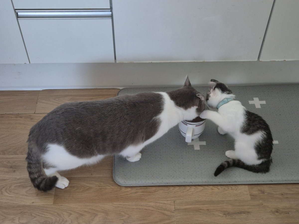 hambogi_cat's tweet photo. 3개월간 구름이가 된 햄복이의 입양을 응원해주신 언니이모들 너무너무너무 감사합니다!😺

구름이네도 조말꾸네도 햄복하게 잘 살게요!
모두들 햄복하세요~!☘️

그럼 안녕~~~👋

구조임보자 @rangboys 
입양자 @Gurrrmizip https://t.co/iLnsRnsW4P