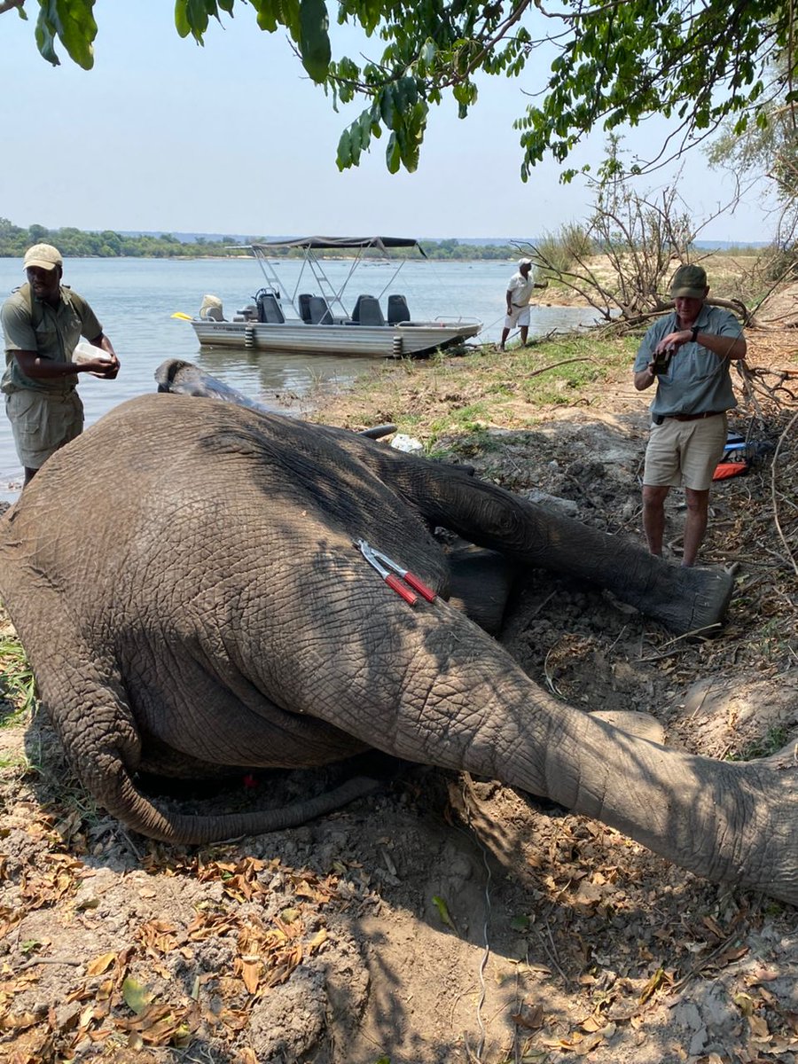 This week our team rescued a snared elephant bull on Tsowa Island in Zambezi National Park. The bull was  found near the riverbank with five others.Huge thanks to Gary Cohen, <a href="/Zimparks/">Zimparks</a> , Tsowa Island staff, and the guides who promptly report such cases ,your vigilance saves lives