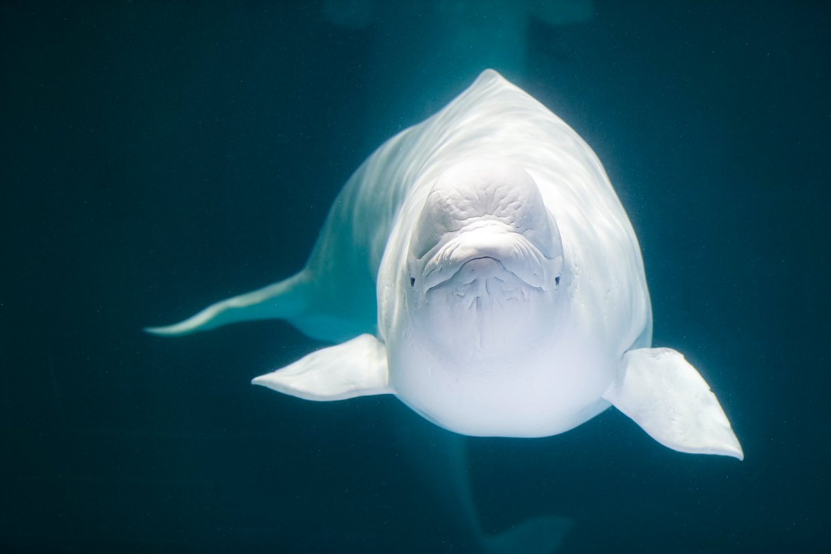 鴨川シーワールド【公式】 (@kamoseaOfficial) / Posts / X