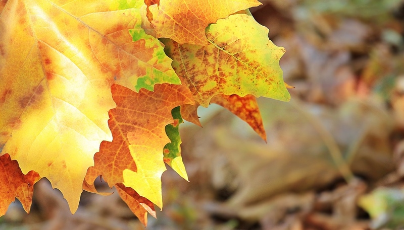 concienciaeco's tweet photo. Otoño: renovación y depuración en la nueva estación
https://t.co/Cylaof17z3
#medioambiente #otoño #depuración #renovación #salud #verduras #especias #cocina #piel #cuidadosdelapiel #saludnatural https://t.co/dSVtt2kous