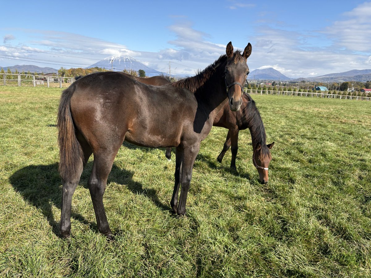 レイクヴィラファーム洞爺に新しい仲間がきました✨

フェアチャイルド25  牝馬
父　グローリーヴェイズ✨
母　フェアチャイルド✨
その母はメジロオードリー✨

ドーベル姐さんのひ孫ちゃんです。

レイクヴィラファーム前社長、岩崎伸道オーナーの所有馬として、イヤリング部門に入厩いたしました！