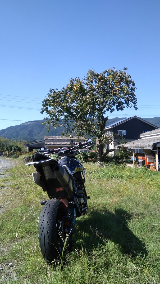 柿の木なんだか怖いレーシング