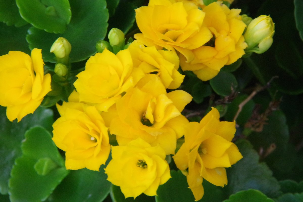 モシャス ページ ジムニーJB64W/JB74W MT車用 PISTONオリジナル「クラッチ