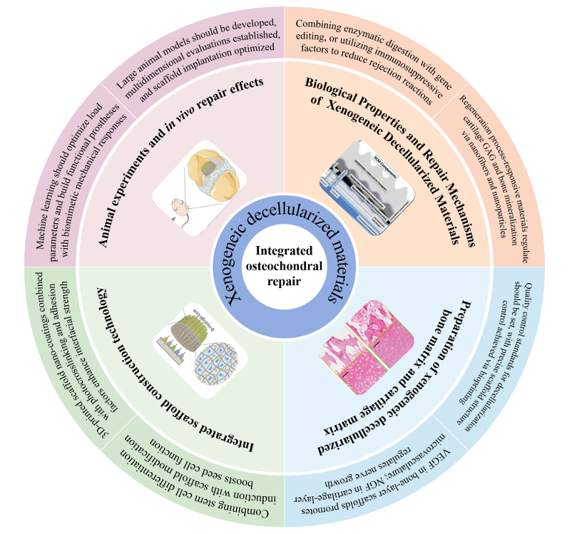 medntdj's tweet image. Xenogeneic decellularized materials for integrated osteochondral repair
sciencedirect.com/science/articl…
#Osteochondral repair #Osteochondral scaffold #Decellularized material #Bionic structure #technology #research #innovation #MedTwitter #scicomm #MedEd #AcademicTwitter