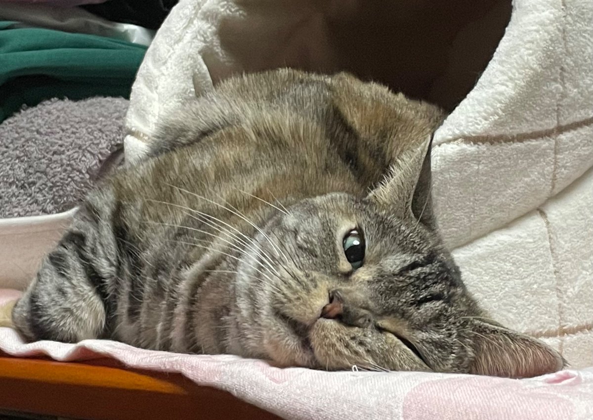 cat_koume's tweet photo. 😉 https://t.co/ytCbtQZbaI