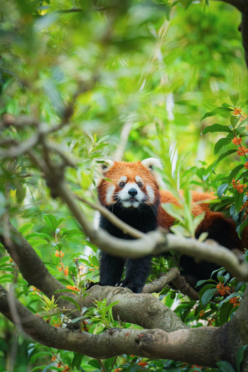 Run_RedPanda's tweet image. \\ 金木犀🌼とサクユリちゃん //

今日のベストショット📸

ファンサをしてくれたサクユリちゃん。
綺麗に写真も撮れて満足😍✨

20251024

#江戸川区自然動物園 
#レッサーパンダ 
#redpanda #小熊猫 
#サクユリちゃん