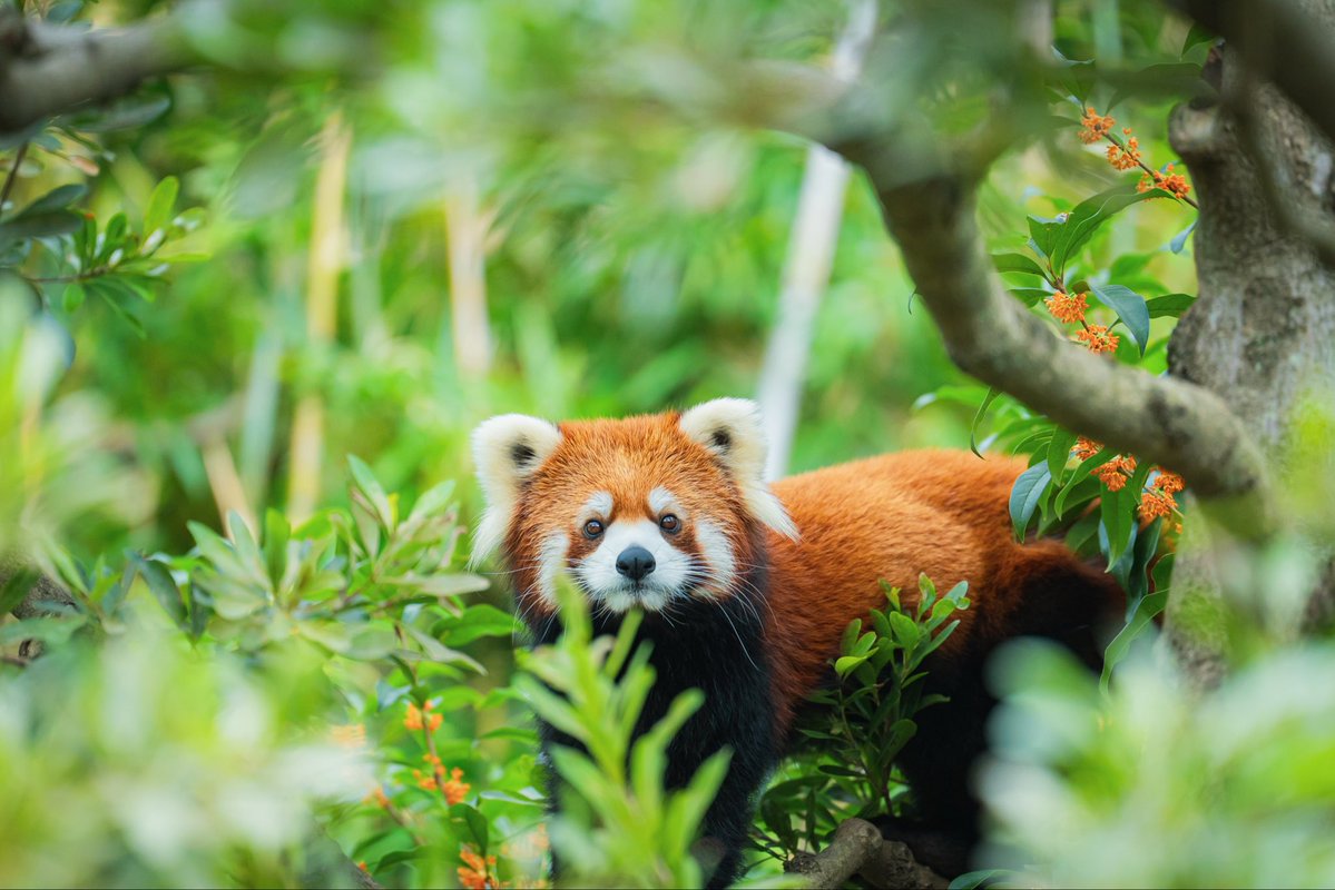 Run_RedPanda's tweet image. \\ 金木犀🌼とサクユリちゃん //

今日のベストショット📸

ファンサをしてくれたサクユリちゃん。
綺麗に写真も撮れて満足😍✨

20251024

#江戸川区自然動物園 
#レッサーパンダ 
#redpanda #小熊猫 
#サクユリちゃん
