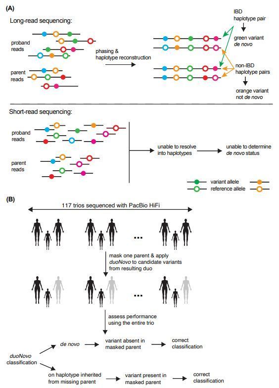jsantoyo's tweet image. Identification of de novo variants from parent-proband duos via long-read sequencing. #DeNovoVariantss #ParentProbandDuos #LongReads #Sequencing #Genomics #Bioinformatics @medrxivpreprint
medrxiv.org/content/10.110…