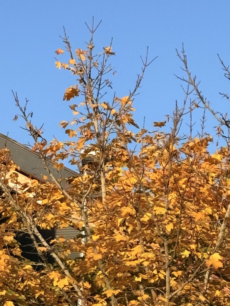 NCx and pro nature behaviour💚 tweet media