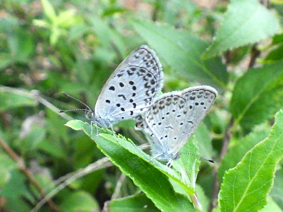 肌寒くなってきましたが、まだまだチョウが見られます♪
ヤマトシジミ・ベニシジミを発見しました！
シジミチョウの仲間は小雨の中でも比較的元気なことが多いかもしれません。
ちょうの里の看板も「秋のチョウを見つけてみよう」に更新済✨
チョウを見つけたらシールを貼ってみてくださいね。
