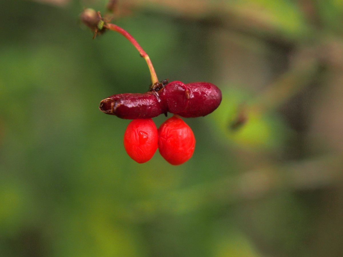 立秋の頃　パステル画　箱根湿性花園 Autumn is coming to the Hakone Museum of Art — the leaves