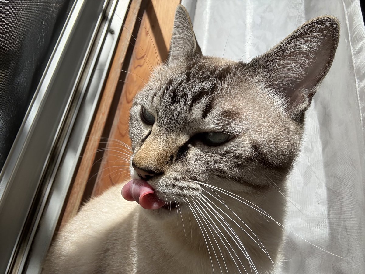 そら🐾 (@_sora0613_) / Posts / X