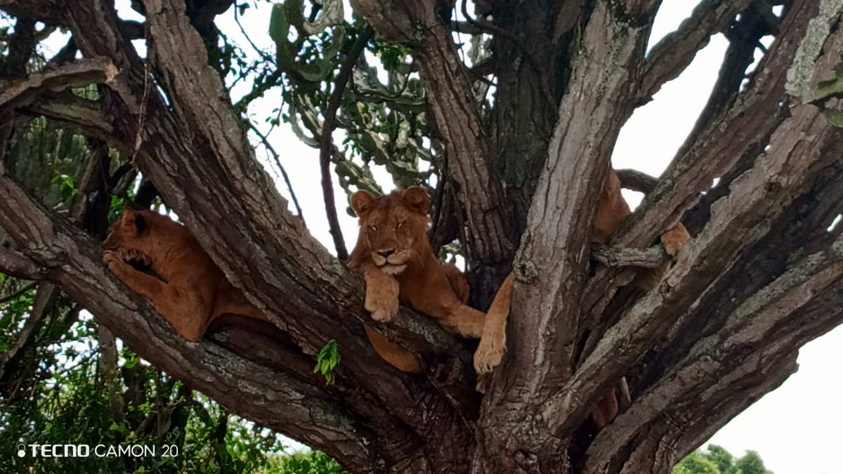 ParksInUganda's tweet photo. MORE HIGHLIGHTS TODAY.
Nothing beats the Lion/predator experience in Uganda.
#lions #LionTracking
https://t.co/xZMYKsm7Dg https://t.co/ksAfVEbvJX