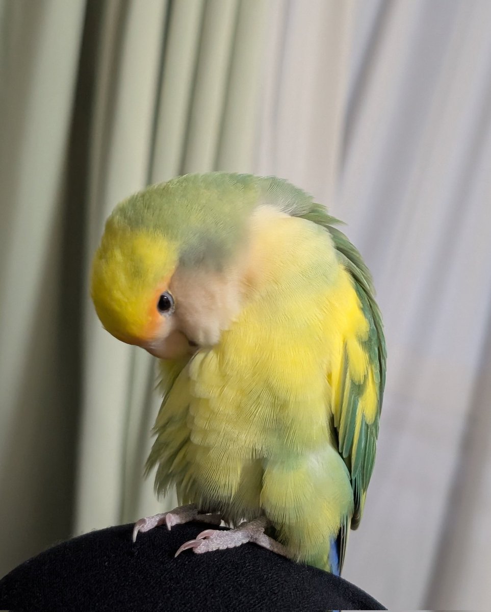 小桜yuki🦜 (@yuki79668126) / Posts / X