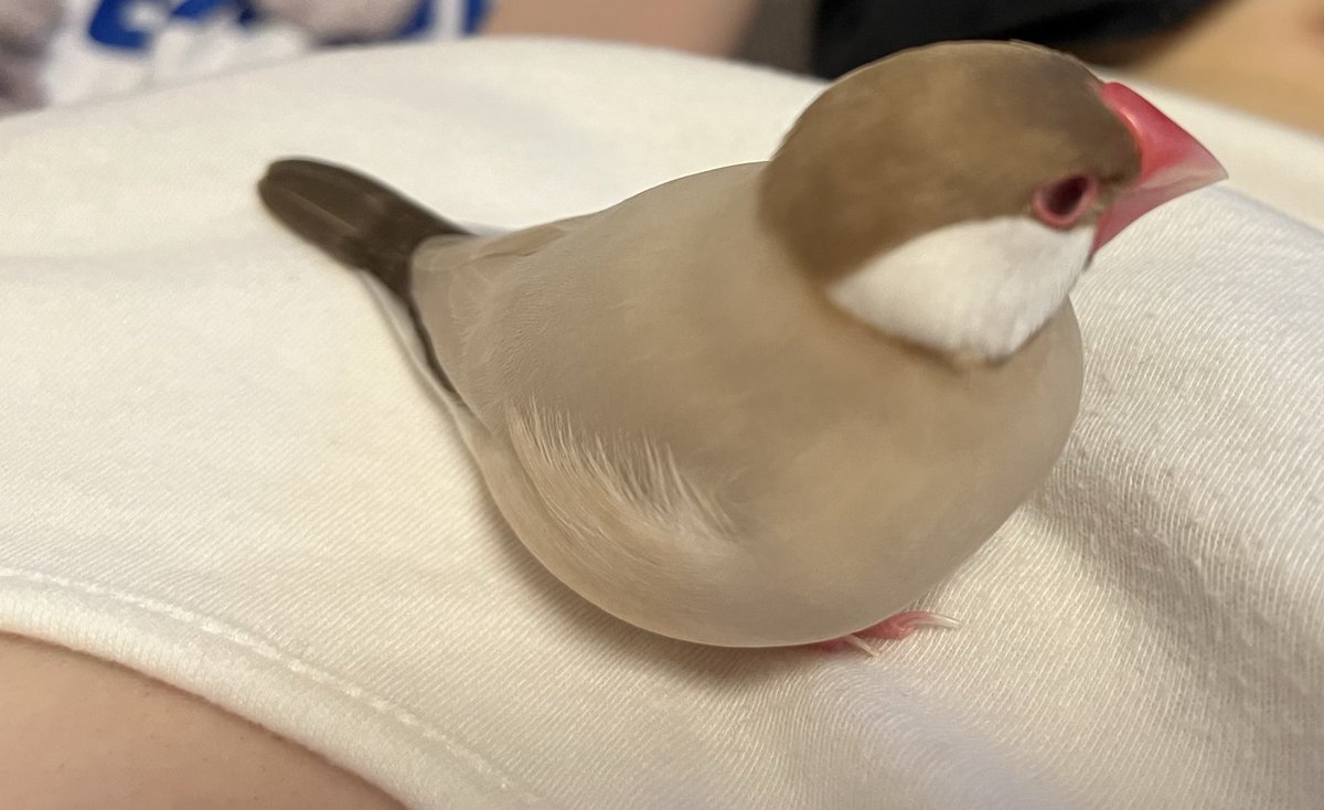 Minto_chan___'s tweet photo. #文鳥の日 https://t.co/EkaRfWvPxr