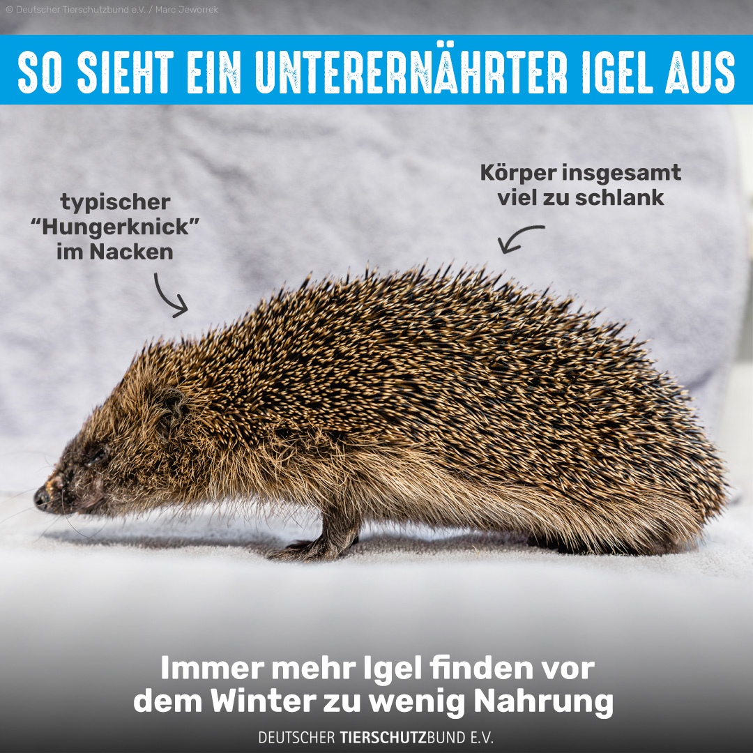 🦔Viele Igel finden oft nicht genug Nahrung, um sich genügend Fettreserven für den Winterschlaf anzulegen. Achtet deshalb auf Igel, die tagsüber unterwegs auf Nahrungssuche sind. Wiegt ein junger Igel unter 500g, wirkt aber gesund, könnt ihr mit Katzennassfutter &amp; Wasser helfen.