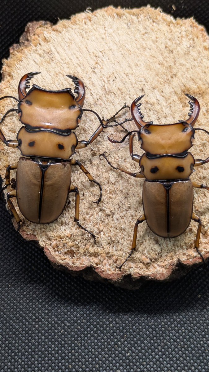 カブ太郎クワ次郎 on X