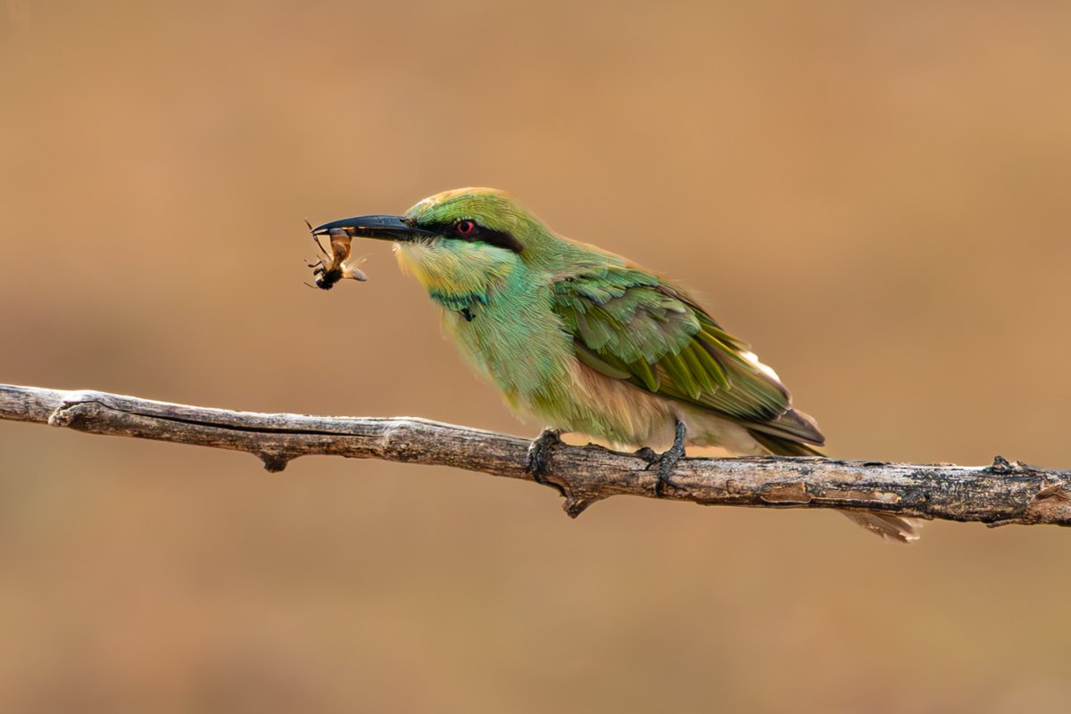rahul_rajguru's tweet image. Green Bee-eater with a bee