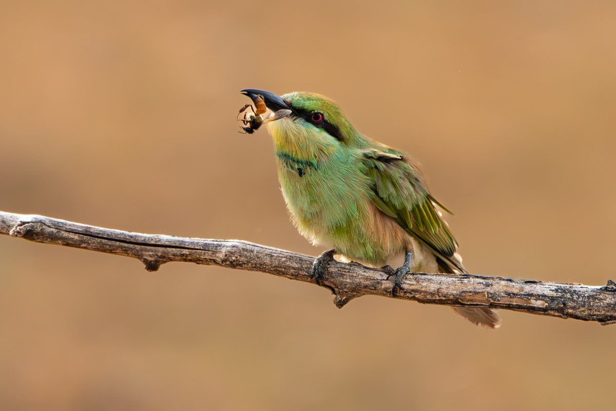 rahul_rajguru's tweet image. Green Bee-eater with a bee