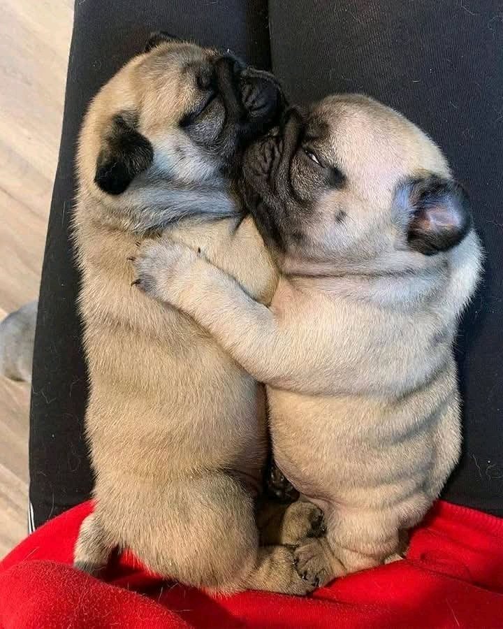 heaven_pug's tweet photo. Excellent Photography 🥰❤️ https://t.co/yhfVwaTmeq