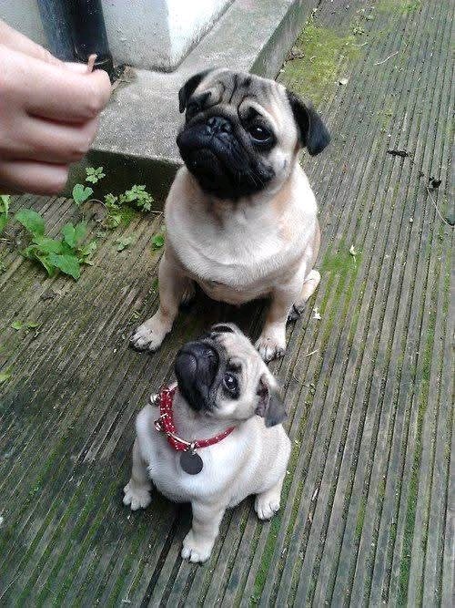 heaven_pug's tweet photo. Excellent Photography 🥰❤️ https://t.co/3LVmdB8MdA