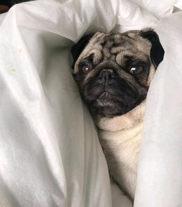 heaven_pug's tweet photo. Excellent Photography 🥰❤️ https://t.co/BjcUmpIRT5
