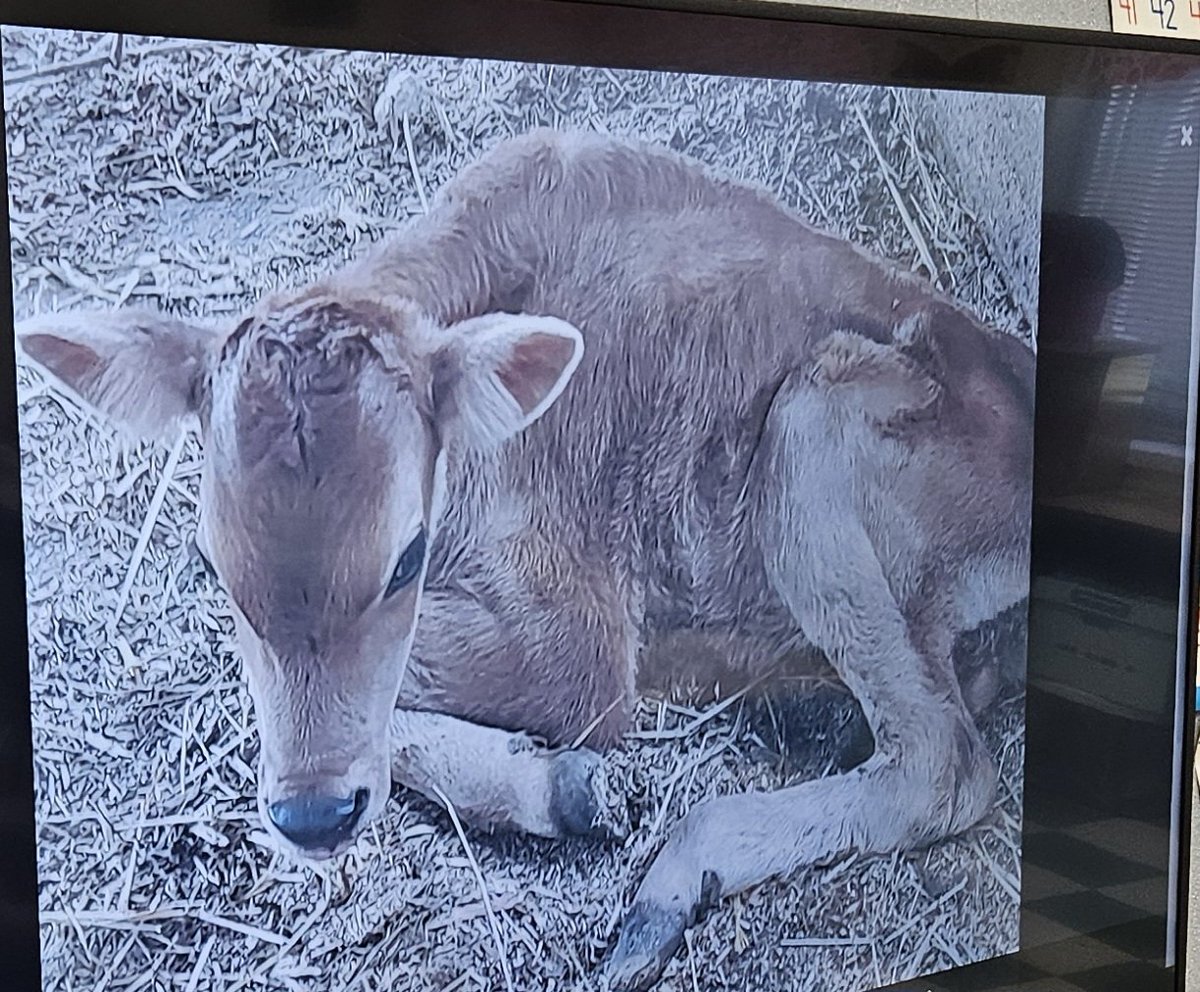pqcentral's tweet photo. We've been anticipating this day for a while! Meet Sallie! She's our adopted calf from Discovery Dairy. We have been learning about animal needs, preparing for the Dairy Classroom visit, and much more! Stay tuned! #agintheclassroom #dairy 🐄🤍🥛🥩 🖤 https://t.co/zSJ24KlysL