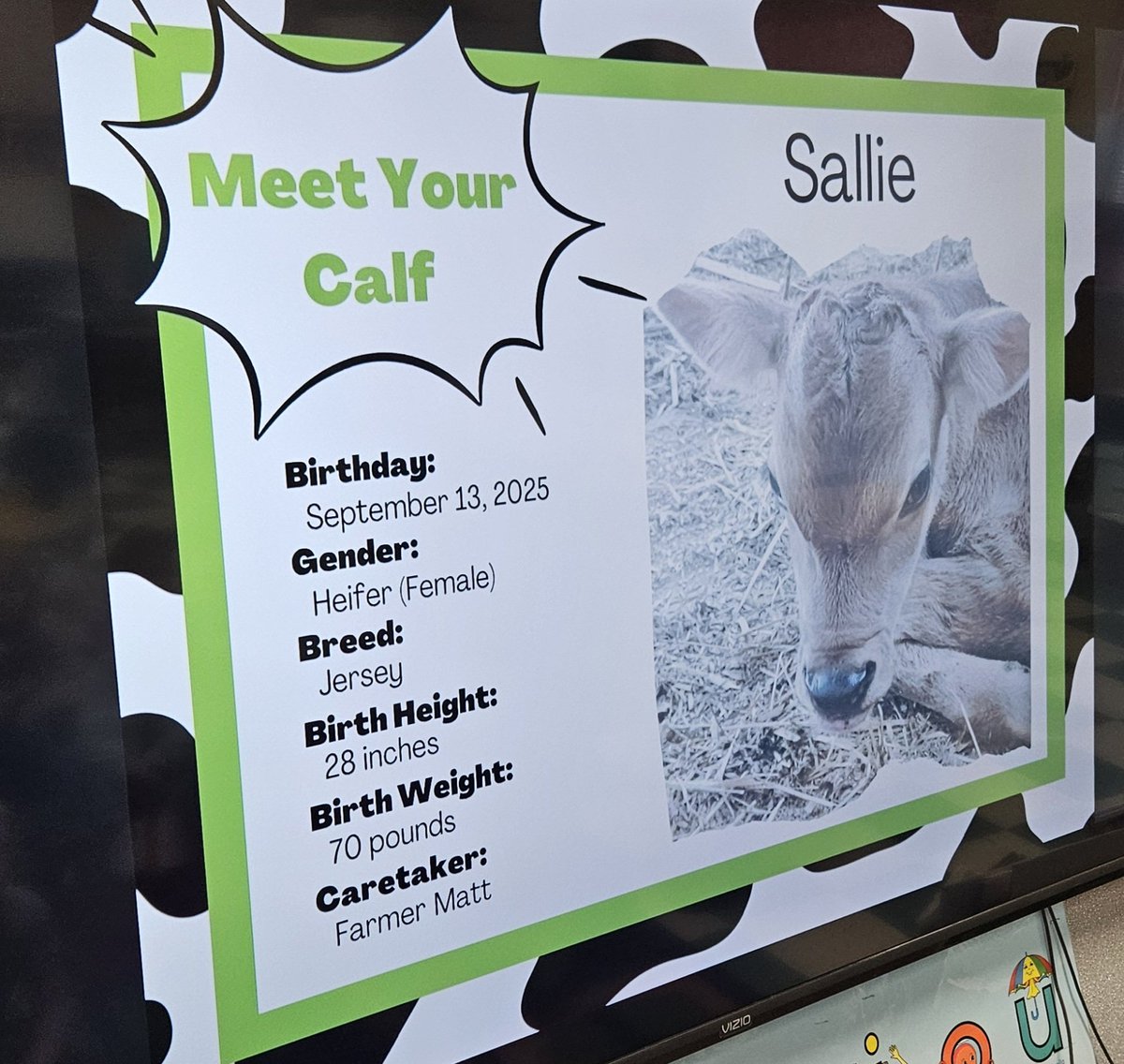 pqcentral's tweet photo. We've been anticipating this day for a while! Meet Sallie! She's our adopted calf from Discovery Dairy. We have been learning about animal needs, preparing for the Dairy Classroom visit, and much more! Stay tuned! #agintheclassroom #dairy 🐄🤍🥛🥩 🖤 https://t.co/zSJ24KlysL