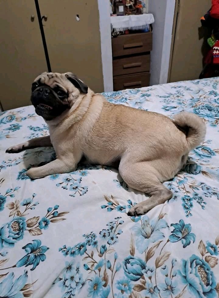 heaven_pug's tweet photo. Excellent Photography 🥰❤️ https://t.co/BacMgCkVza