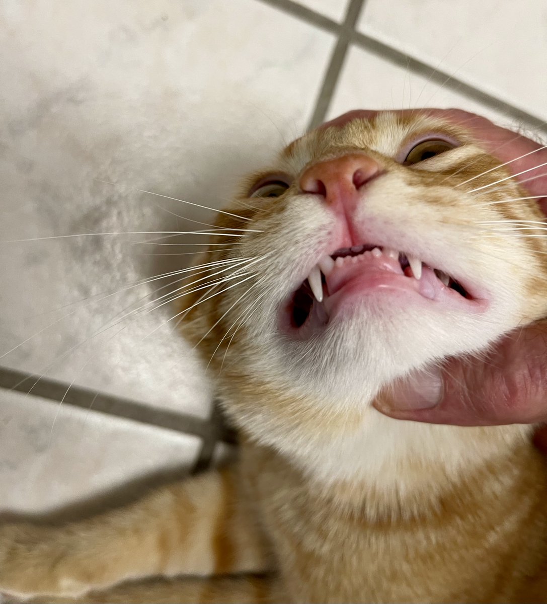 SubduedSnarl's tweet photo. Max was getting out-of-control
but I eventually was able to restrain him😘😼😹
#Kitten #Cats #OrangeTabby #GoofyFace
@SunnySweetGaia @Maxs3Cats https://t.co/ec5a3T7UeF
