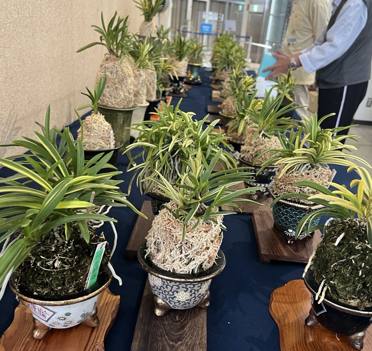 富貴蘭美術品大会 10/25(土)、26(日)】 2階展示室で開催🎊葉の形や模様