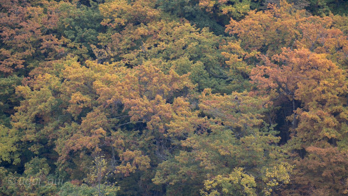 ugui_gui's tweet photo. 紅葉とオジロワシ
遠過ぎて同化してるぜ https://t.co/zdxKFA78Vv