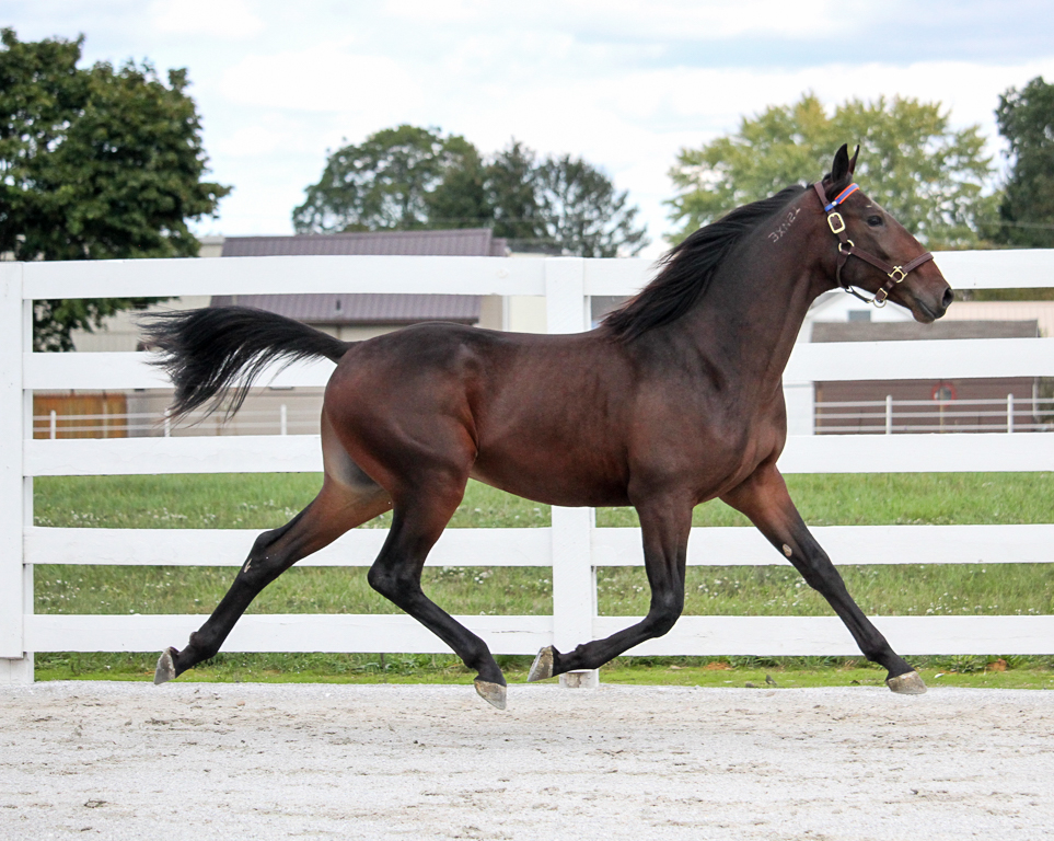 10/23/2025 Winners
Meadows SUMAC HANOVER - 2YOG - Greenshoe - Shared Past New Lifetime Mark 1:59
Woodbine AQUINAS HANOVER - 3YOG - Bettors Delight - Allamerican Coed-  New Lifetime Mark 1:50