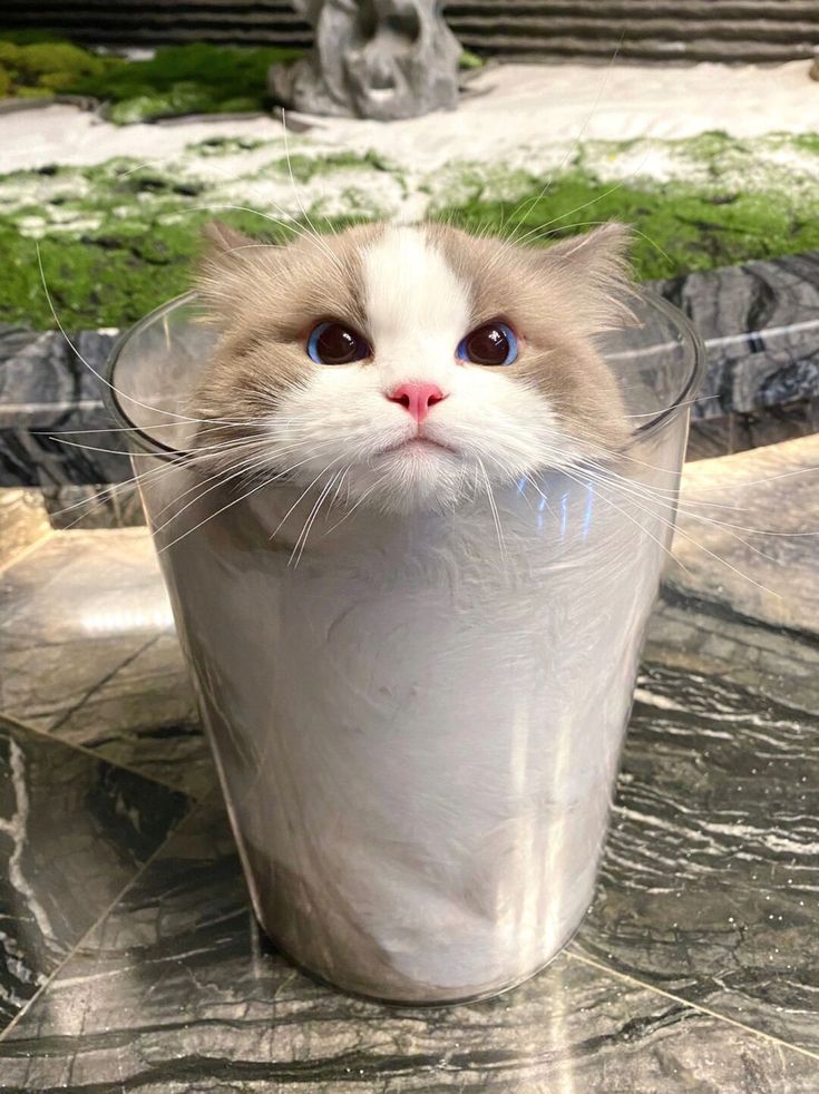 nekocatts's tweet photo. https://t.co/qovofqkwEZ