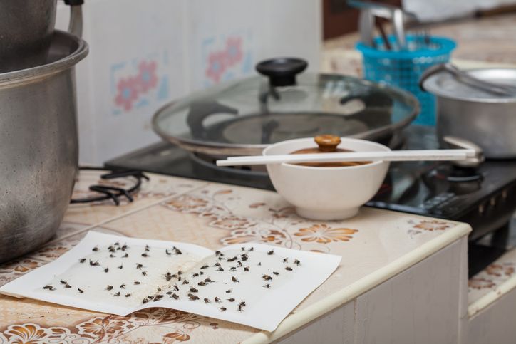 1ManAndALadybug's tweet image. More pesticide does not mean more protection.

Overusing chemicals can harm your family AND make pests stronger.

Full article here: buff.ly/nqHGezb 

#EcoFriendlyPestControl #PestPrevention