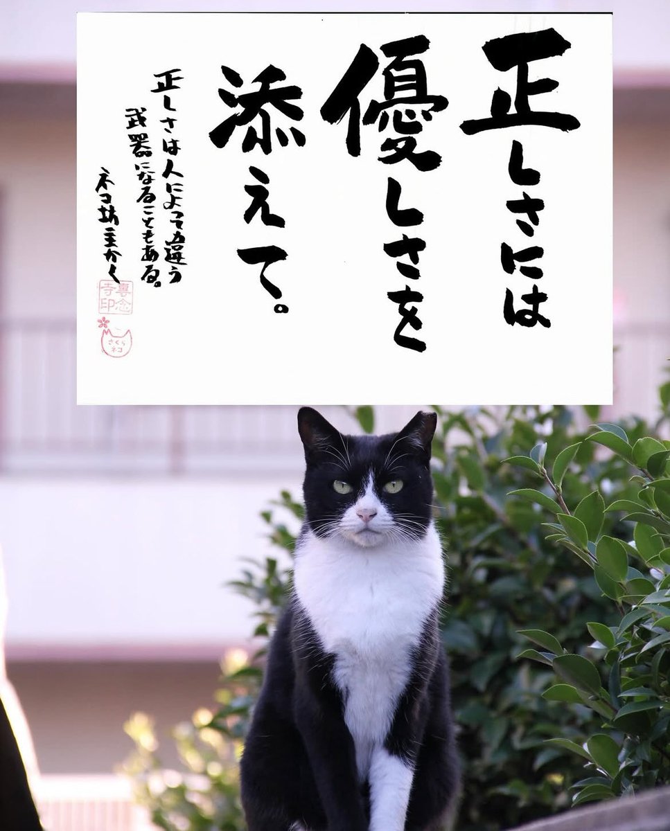 ネコさんから人間さんへ今日の一言