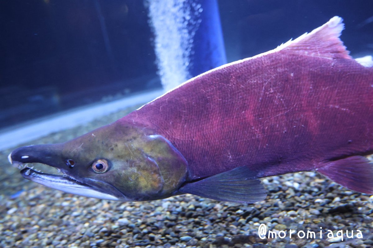 moromiaqua's tweet photo. 今日は北海道、サケのふるさと #千歳水族館 と #美深チョウザメ館 へ行きました。
千歳水族館は秋限定のベニザケと遡上するサケを見れました。このために北海道を訪れたので嬉しい😊
チョウザメ館は無料でかなりの種類のチョウザメを見ることができました。立地が北海道らしい雰囲気で好きです。 https://t.co/nKPBcltYwT