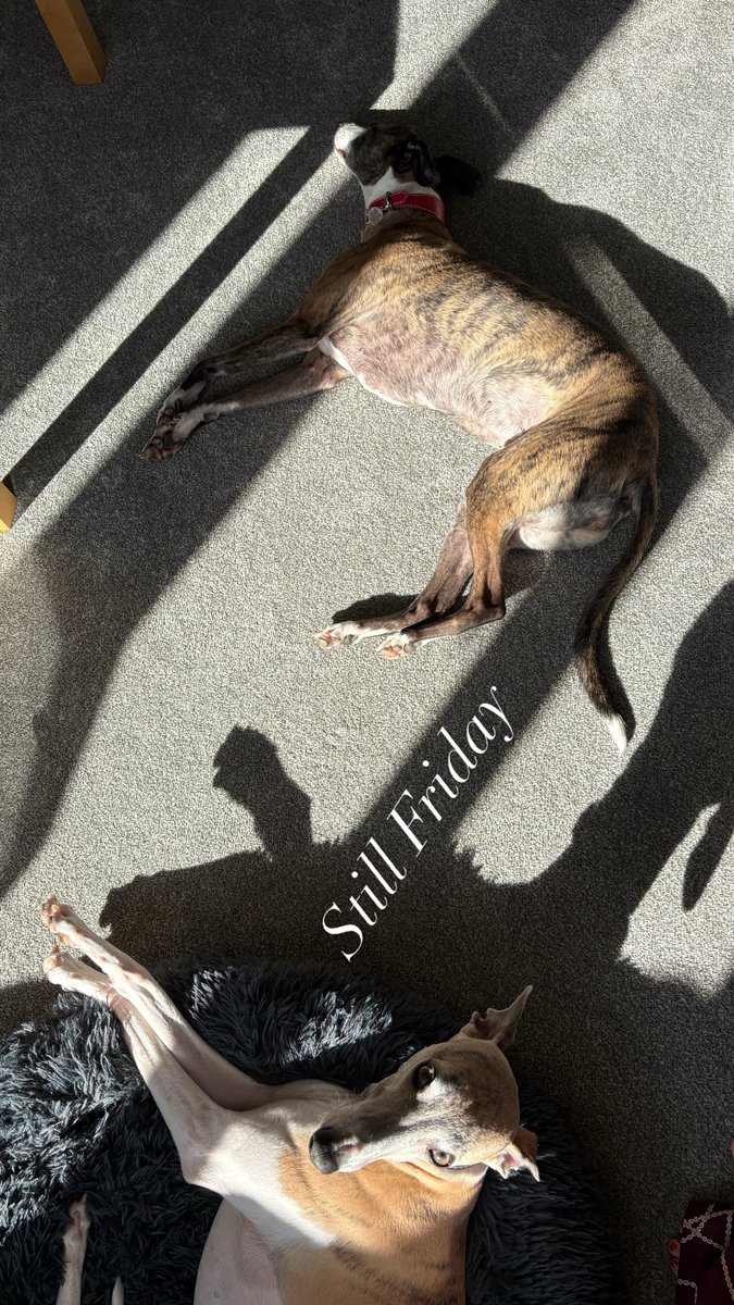 It’s a hectic day for the twthounds.