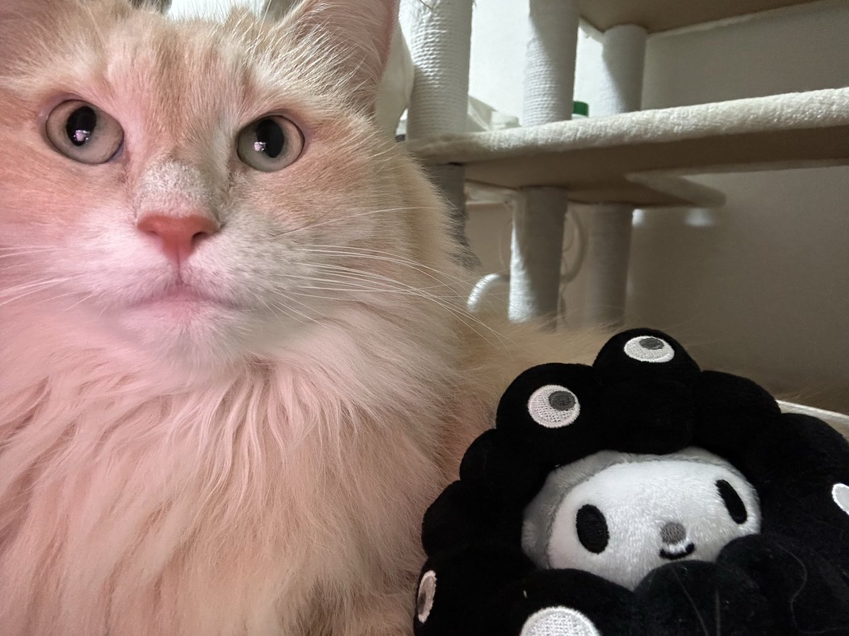 panda12🐼 tweet media
