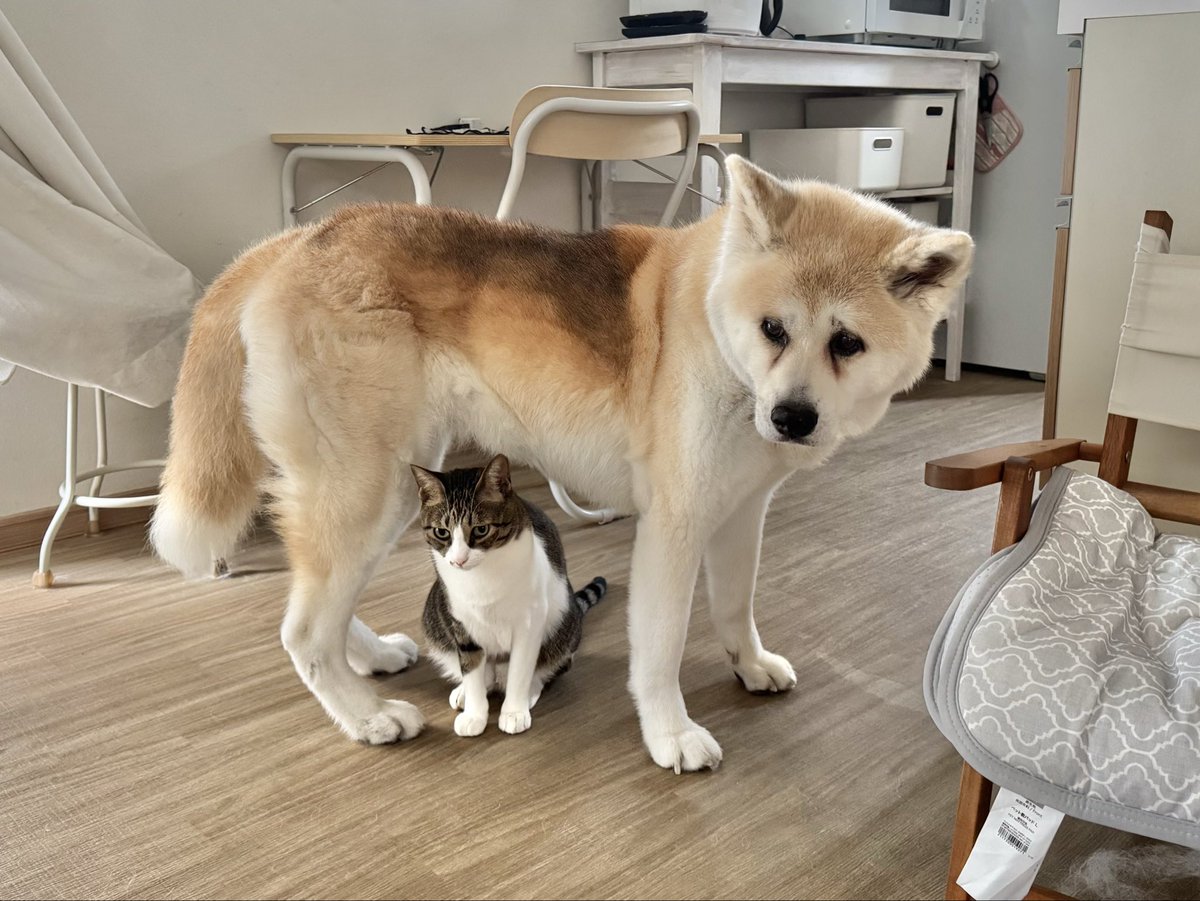 秋田犬ななゆき (@akitainu7) / Posts / X