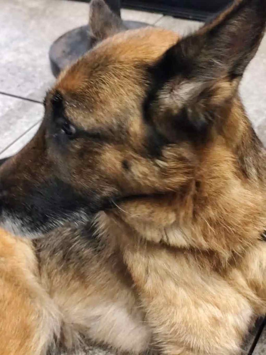 enpa.org/cane-trascinat… - ENPA si costituirà parte civile nel procedimento giudiziario e  seguirà il caso passo dopo passo fino all’ottenimento della piena giustizia per Bella.