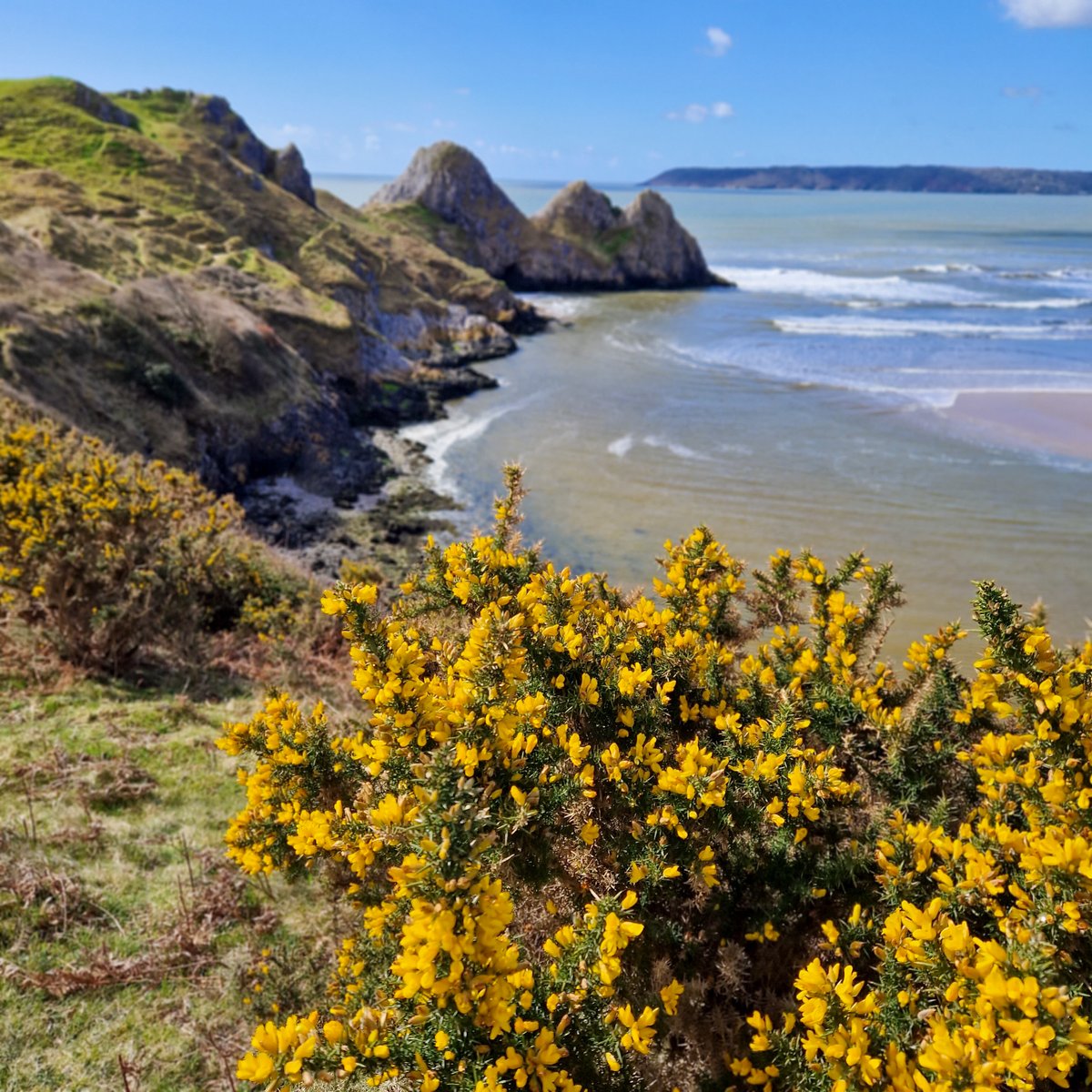 KankaMarcin's tweet image. Vibrant blues and bright yellows at Three Cliffs Bay! 💙💛 The iconic limestone stacks and the endless ocean view make this one of the UK’s best beaches. Nature at its finest. 🌊

marcinkanka2018.myportfolio.com/work

#ThreeCliffs #Coast #BeachLife #WalesAdventures #Landscape #UKBeaches #Art