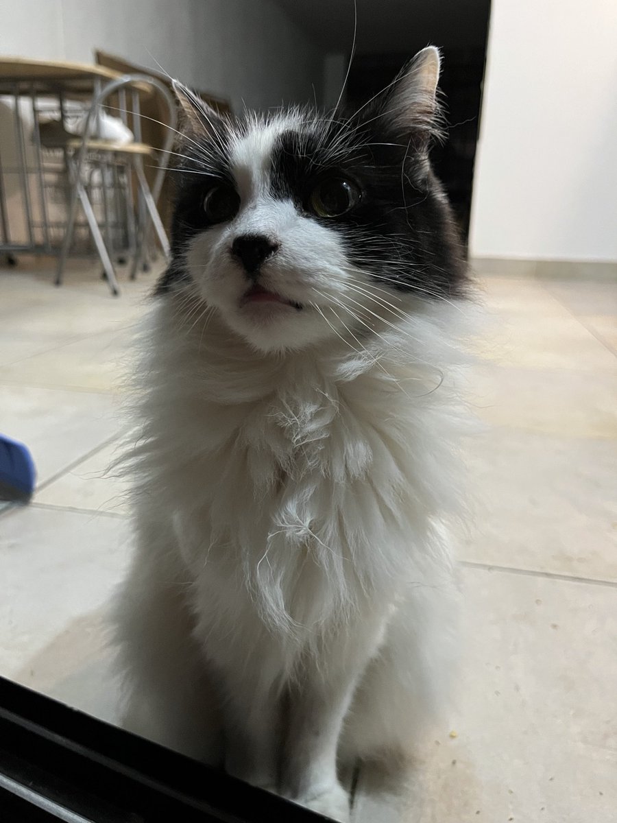solcasajus's tweet photo. hace un año falleció mi compañera de más de 13 años, te voy a extrañar toda la vida cicy. te amo para siempre. https://t.co/9zJz24GJ9h