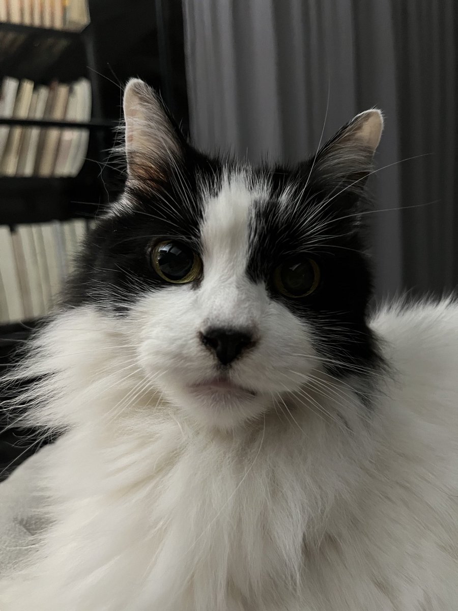 solcasajus's tweet photo. hace un año falleció mi compañera de más de 13 años, te voy a extrañar toda la vida cicy. te amo para siempre. https://t.co/9zJz24GJ9h
